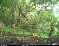 Odocoileus virginianus sinaloae