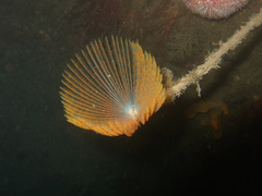 Sabella pavonina