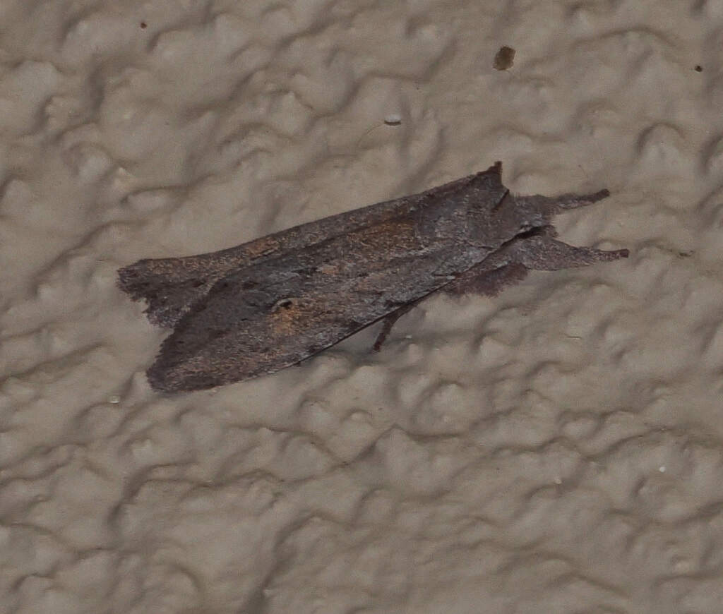 Lithophane gausapata