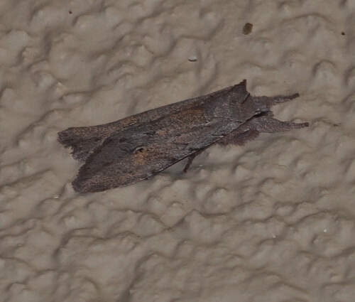 Lithophane gausapata