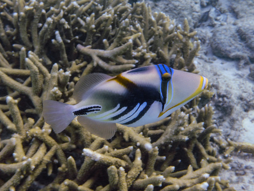Lagoon Triggerfish