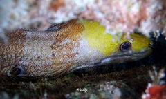 Gymnothorax rueppelliae