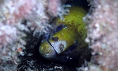 Gymnothorax rueppelliae