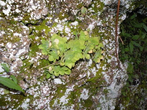 Aeonium goochiae