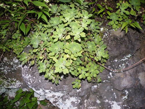 Aeonium goochiae