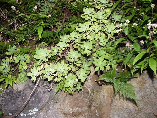 Aeonium goochiae