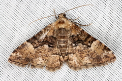 Aporoctena scierodes