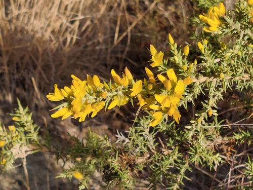 Avistamiento Ulex parviflorus