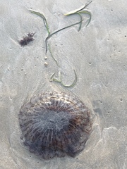 Chrysaora pentastoma