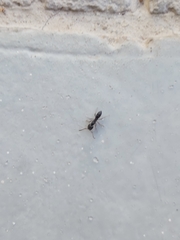 Brachyponera sennaarensis