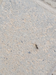 Brachyponera sennaarensis