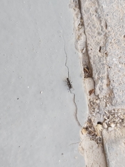 Brachyponera sennaarensis