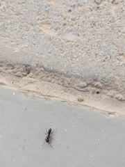 Brachyponera sennaarensis