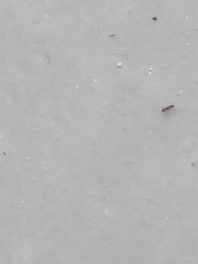 Paratrechina longicornis