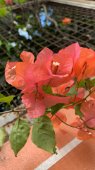 Bougainvillea