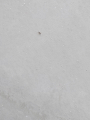 Paratrechina longicornis