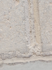 Paratrechina longicornis