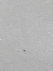 Paratrechina longicornis