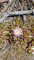 Disphyma australe australe