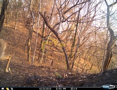 Odocoileus virginianus sinaloae