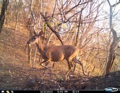 Odocoileus virginianus sinaloae