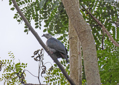 Ducula pacifica