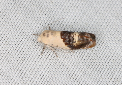 Hypertropha chlaenota