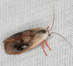 Brachybelistis pentachroa