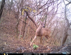 Odocoileus virginianus sinaloae