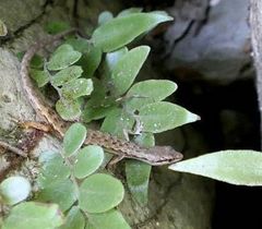 Saproscincus spectabilis