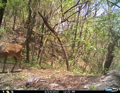 Odocoileus virginianus sinaloae