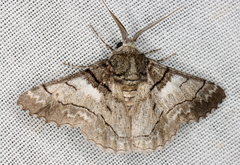 Hypobapta diffundens