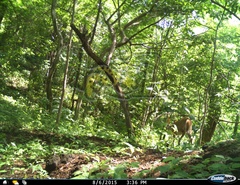 Odocoileus virginianus sinaloae