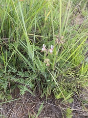 Pelargonium dolomiticum