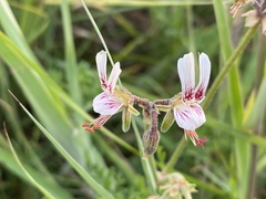 Pelargonium dolomiticum