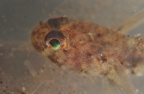 Janss' cleaner goby (Tigrigobius janssi) — Gobiidae — 5