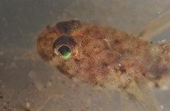 Spotback Goby photo 3