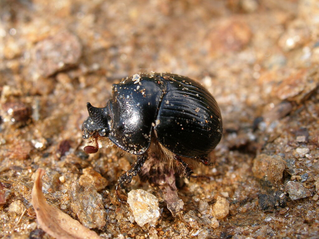 Bolbelasmus gallicus from Madrid, España on June 8, 2011 at 06:47 PM by ...