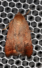 Tortricopsis semijunctella