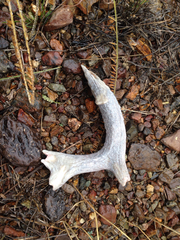 Odocoileus virginianus carminis