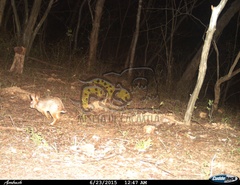 Sylvilagus cunicularius