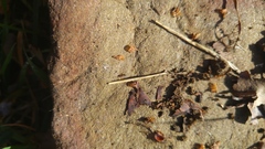 Ponerinae