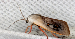 Brachybelistis pentachroa
