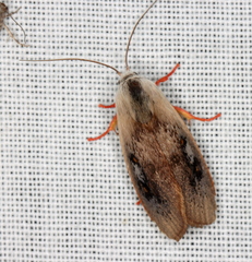 Brachybelistis pentachroa