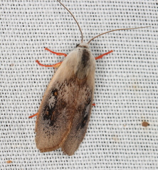 Brachybelistis pentachroa