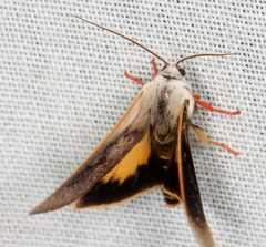 Brachybelistis pentachroa