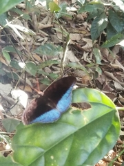 Tanaecia iapis puseda