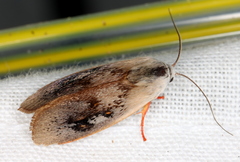 Brachybelistis pentachroa