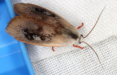 Brachybelistis pentachroa