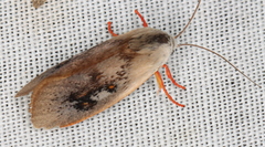 Brachybelistis pentachroa